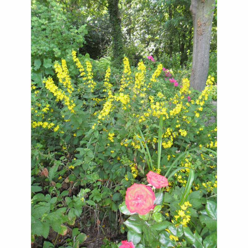 jardin 2018