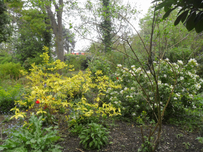 jardin